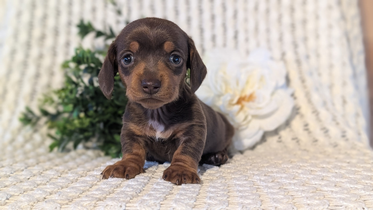 MINI DACHSHUND (JAN 16) FEMALES