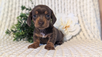 MINI DACHSHUND (JAN 16) FEMALES