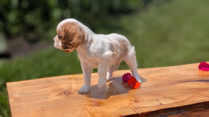 CAVALIER (MAY 30) MALES