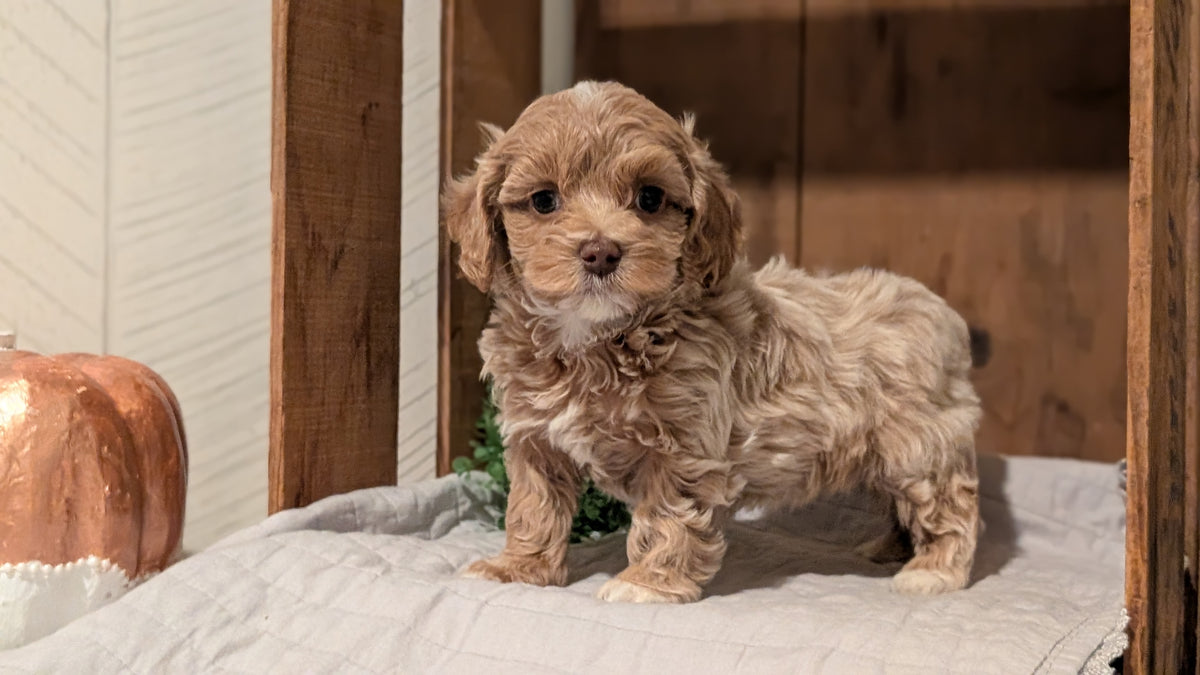 COCKAPOO (AUG 17) 3 FEMALES/1 MALE
