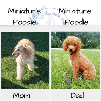 MINI POODLE (09/27) FEMALE