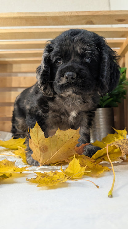 COCKER SPANIEL (09/20) FEMALE