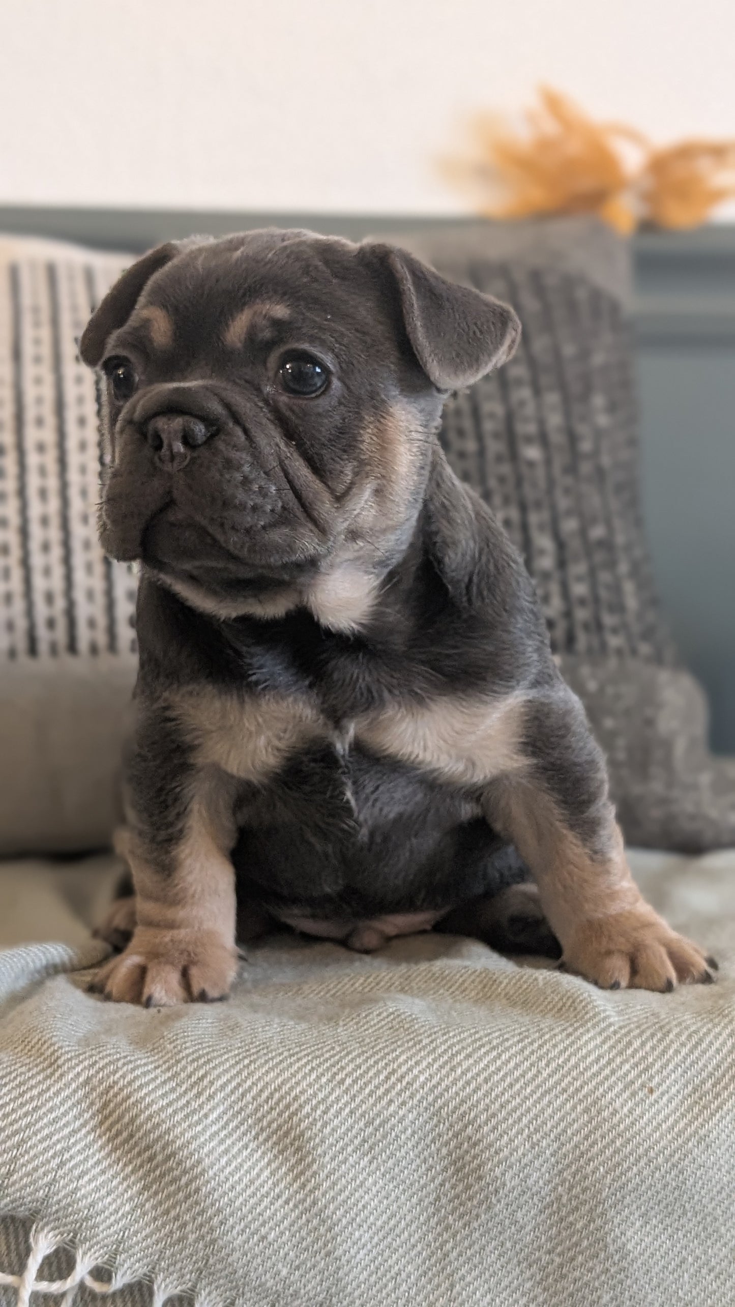 FRENCH BULLDOG (JAN 09) MALES