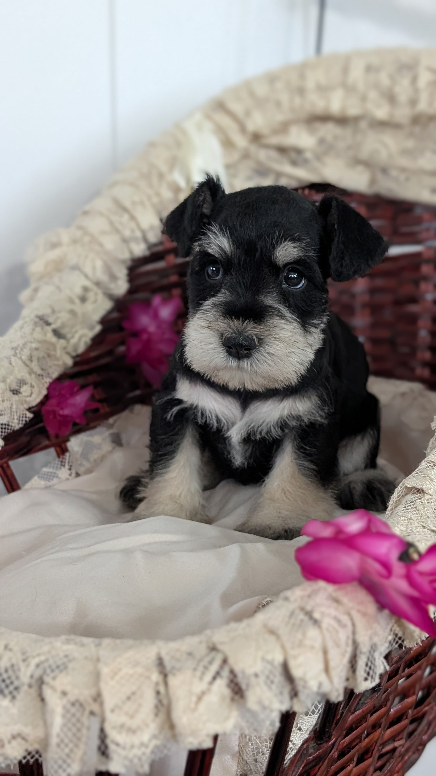 MINI SCHNAUZER (JAN 10) MALES