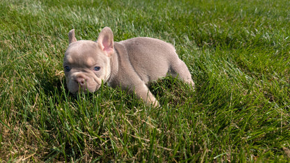 FRENCH BULLDOG (06/27) FEMALE