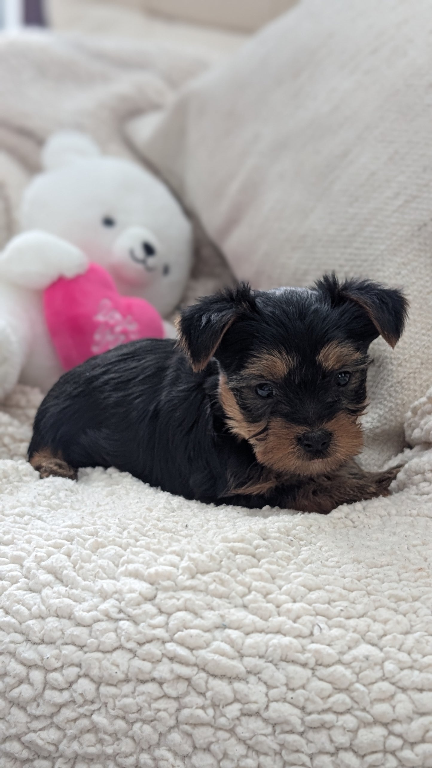 YORKSHIRE TERRIER (DEC 24) MALES