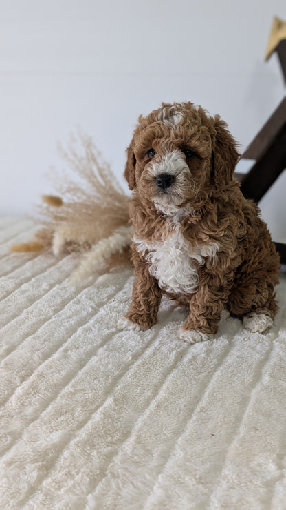 MINI GOLDENDOODLE (03/28) FEMALE