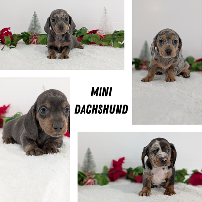 MINI DACHSHUND (OCT 20) MALES