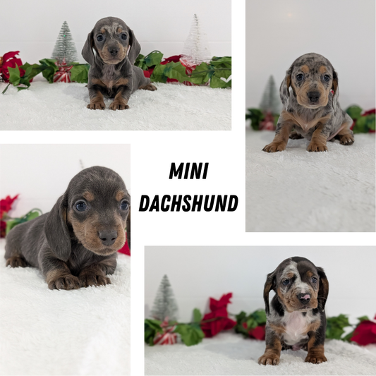 MINI DACHSHUND (OCT 20) MALES