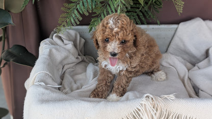 COCKAPOO (MAY 22) FEMALES