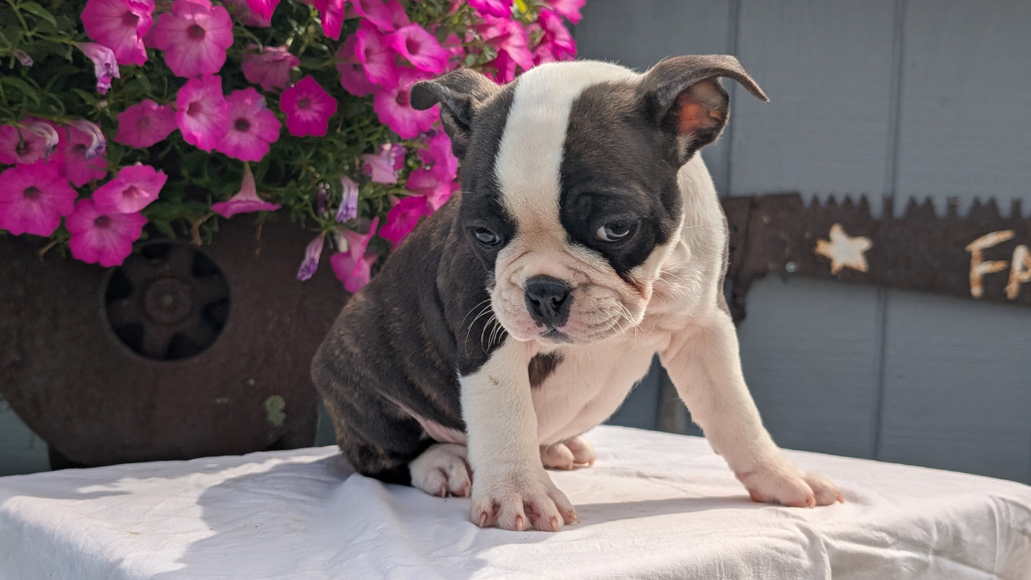 FRENCHTON (06/25) MALE