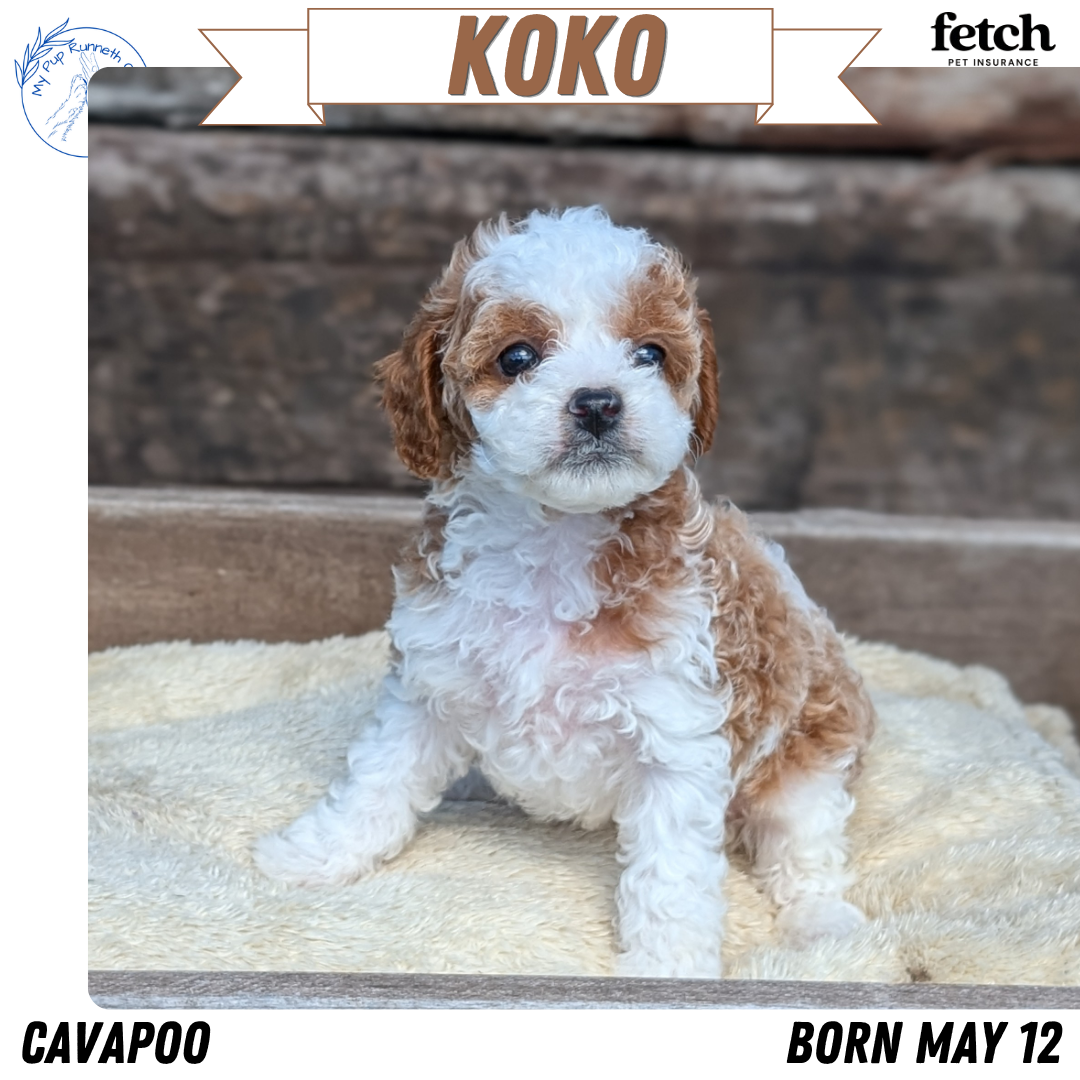 CAVAPOO (MAY 12) FEMALES