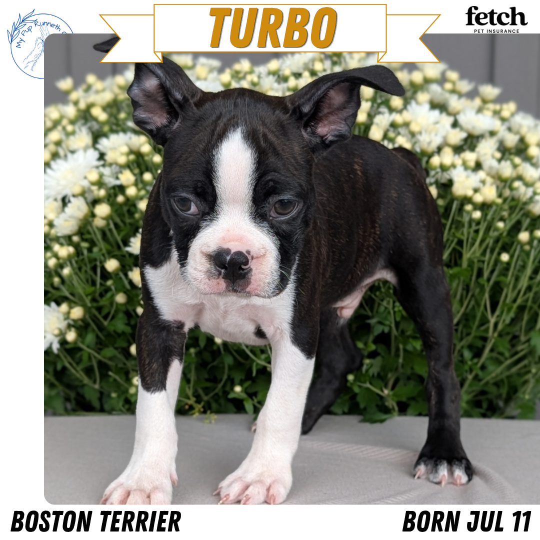 BOSTON TERRIER (JUL 11) 4 FEMALES/4 MALES