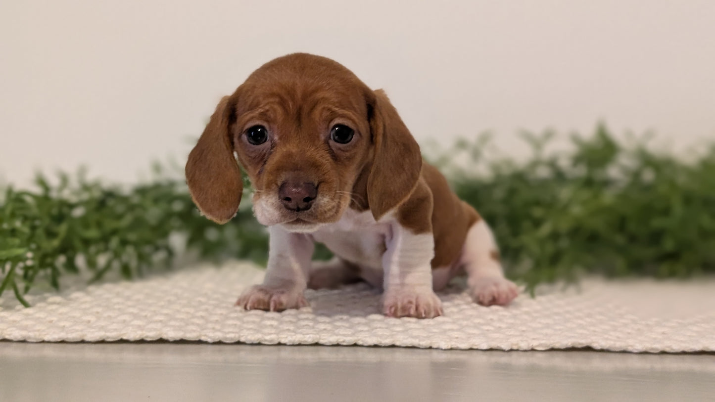 MINI DACHSHUND (JAN 16) FEMALES