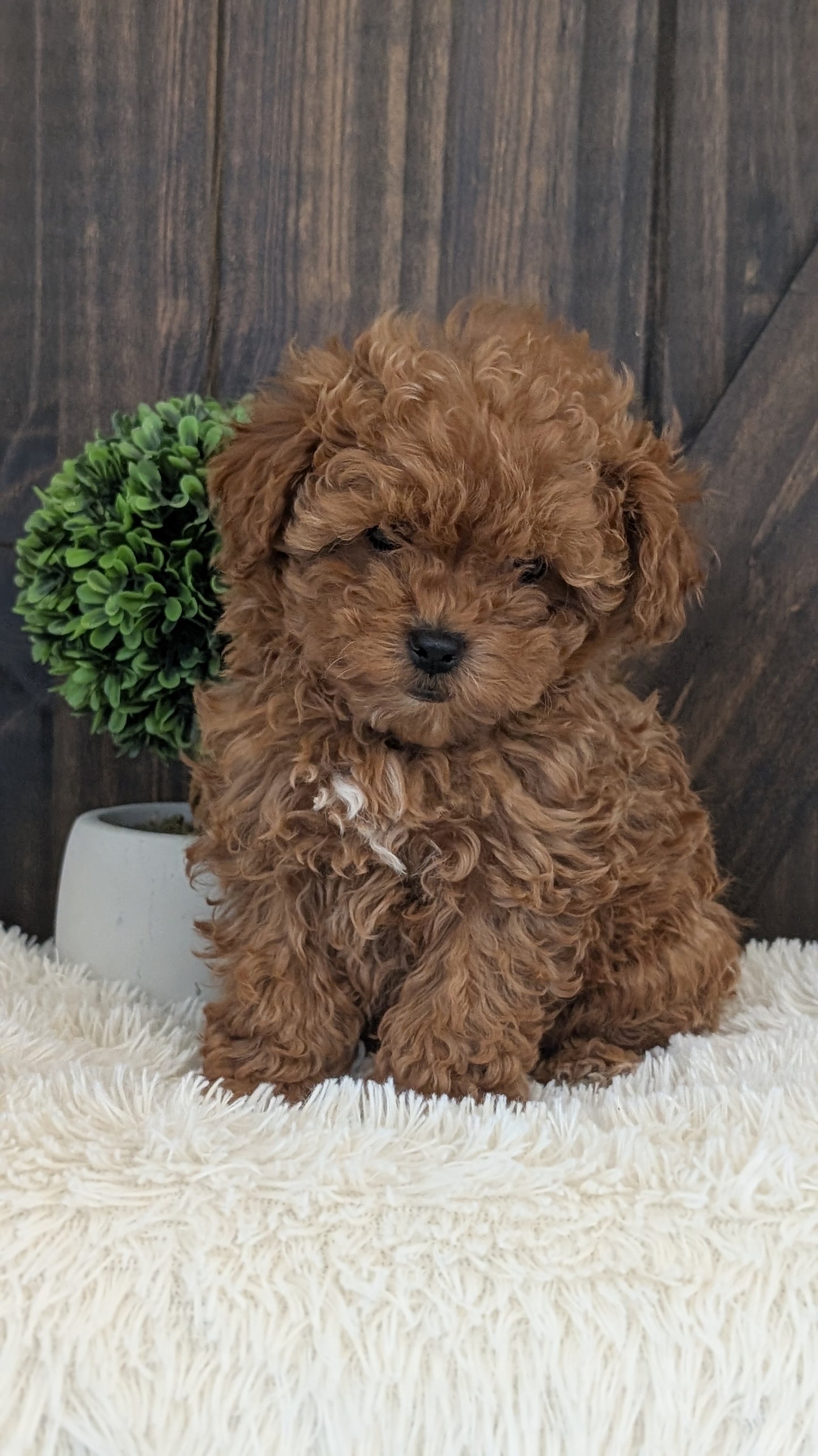TOY POODLE (DEC 25) FEMALE