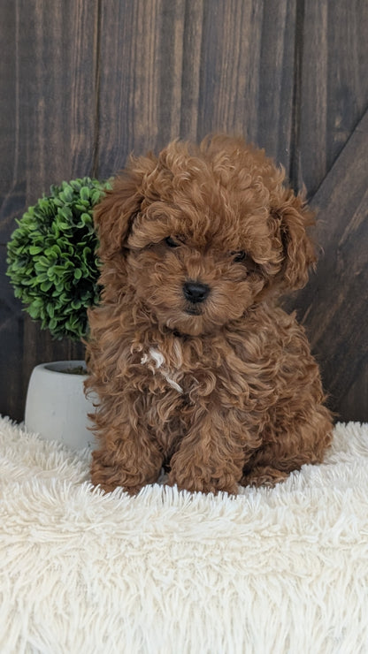 TOY POODLE (DEC 25) FEMALE