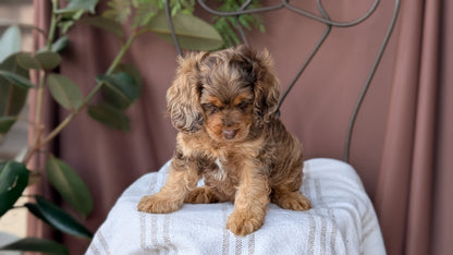 COCKAPOO (MAY 10) MALES