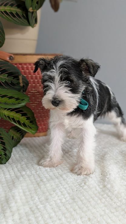 MINI SCHNAUZER (01/08) FEMALE