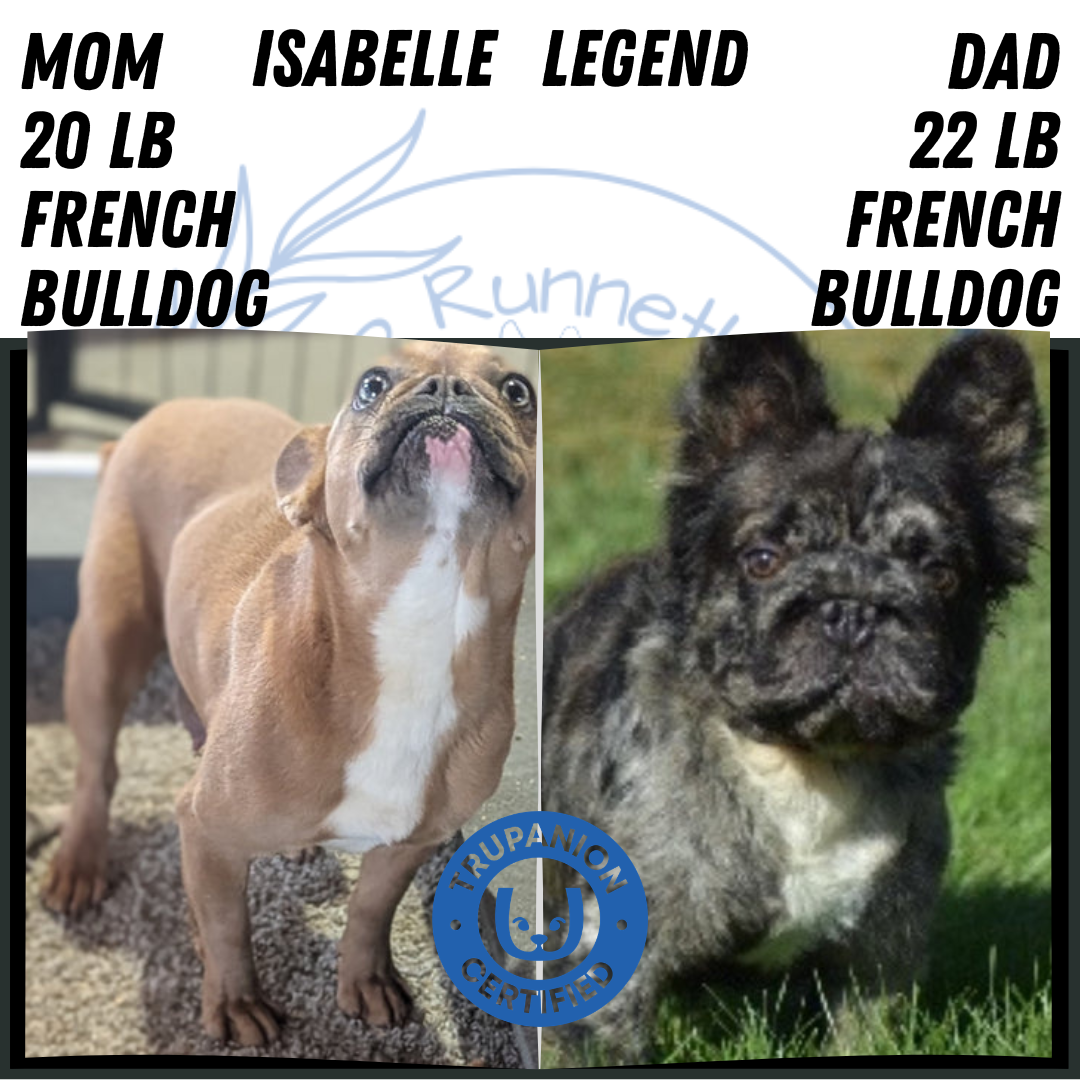 FRENCH BULLDOG (APR 03) FEMALE