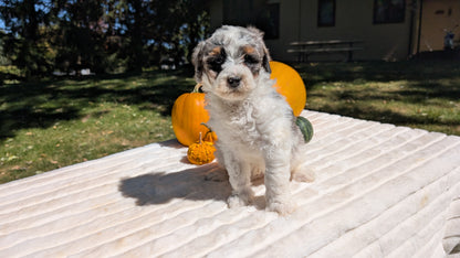 MINI BERNEDOODLE (07/25) MALE