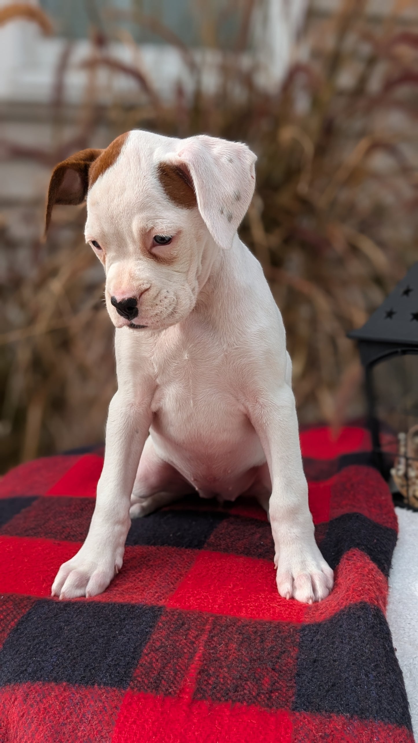 BOXER (08/20) FEMALE