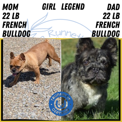 FRENCH BULLDOG (FEB 14) FEMALE