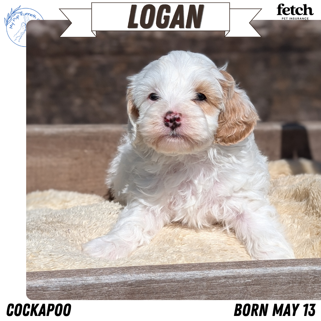 COCKAPOO (MAY 13) MALES