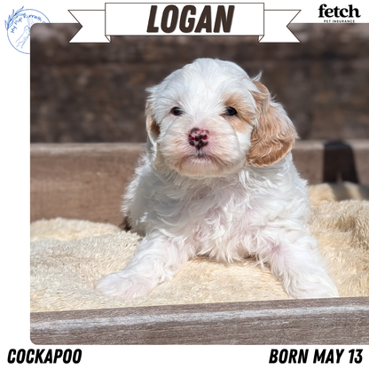 COCKAPOO (MAY 13) MALES