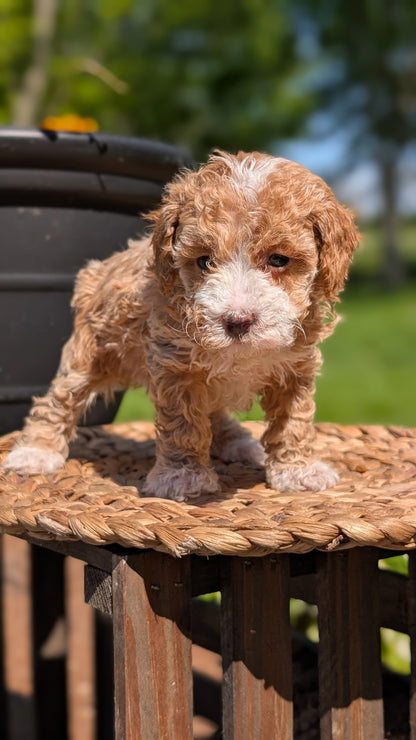 MINI POODLE (APR 03) FEMALES