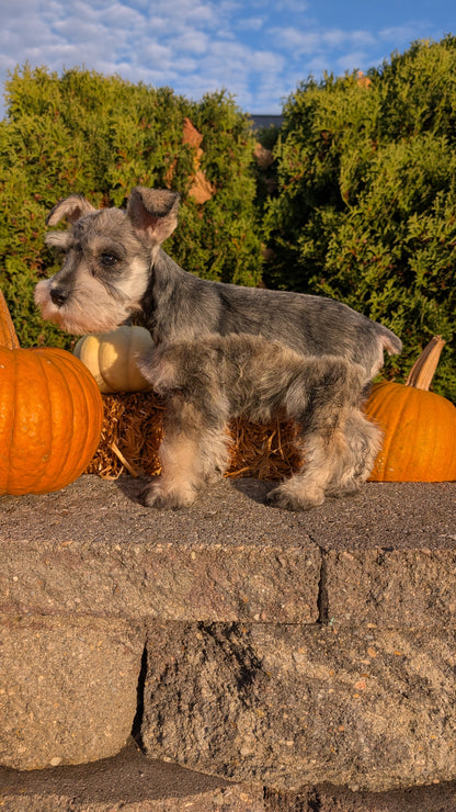 MINI SCHNAUZER (09/11) MALE