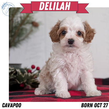 CAVAPOO (OCT 27) FEMALES