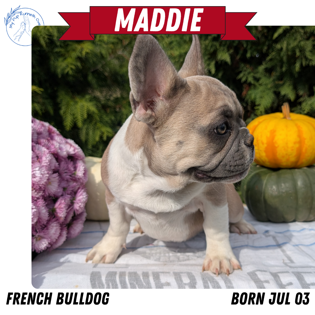 FRENCH BULLDOG (07/03) FEMALE