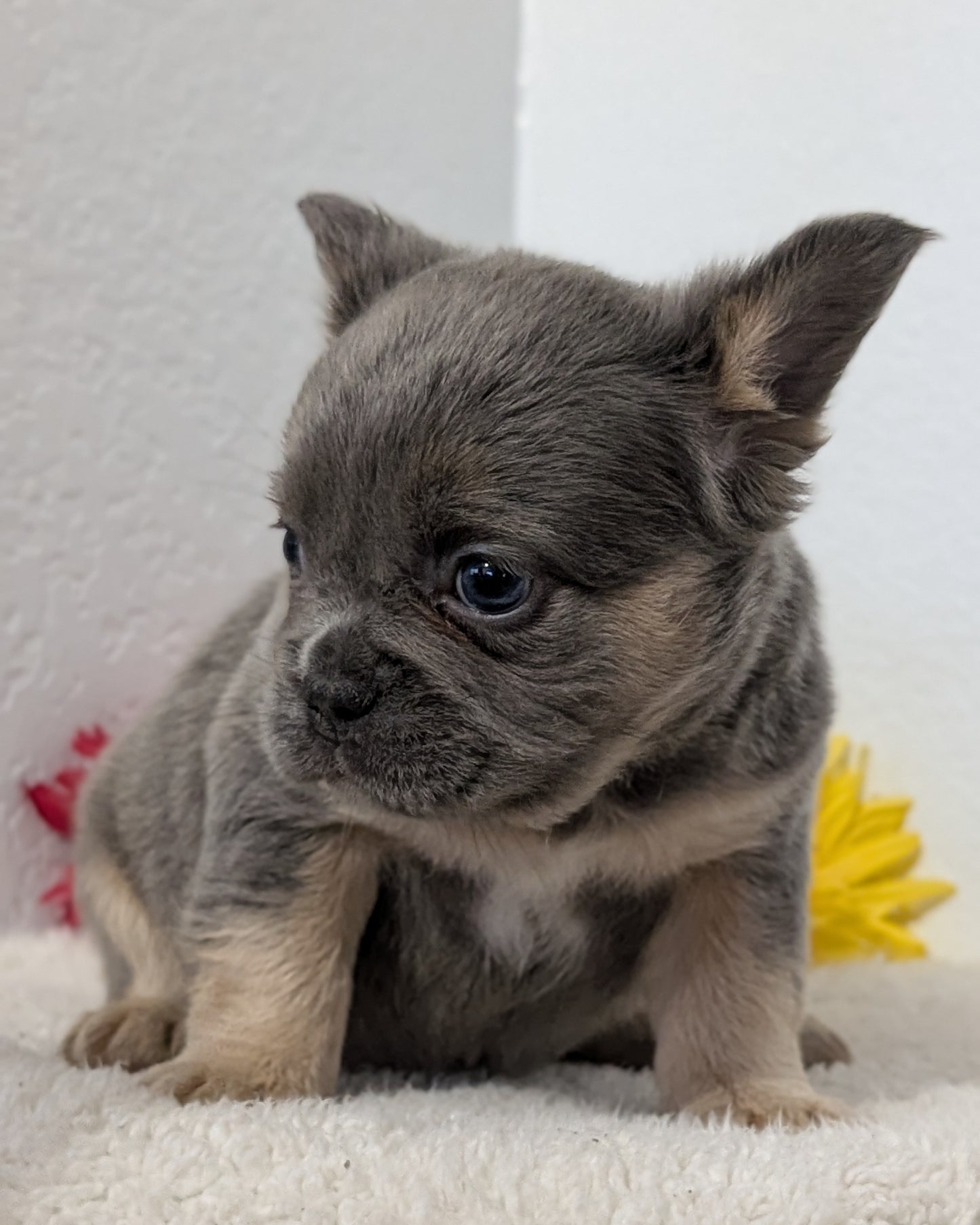 FRENCH BULLDOG (FEB 21) FEMALE