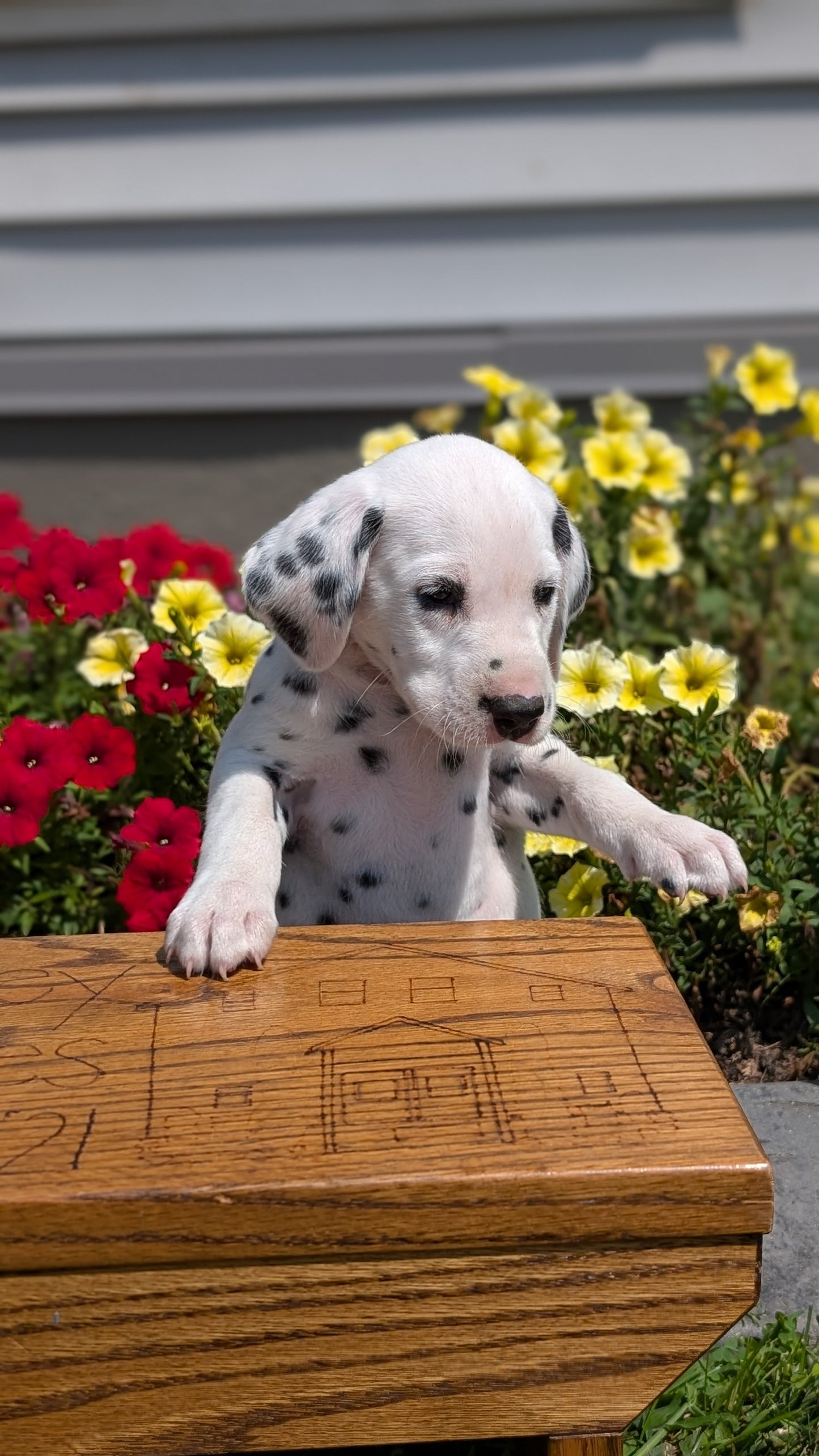 DALMATIAN (JUN 29) MALES