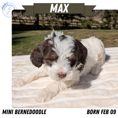 MINI BERNEDOODLE (02/09) MALE