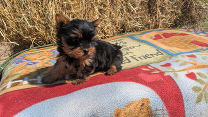 YORKSHIRE TERRIER (02/20) MALE