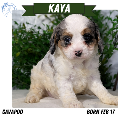 CAVAPOO (02/17) FEMALE