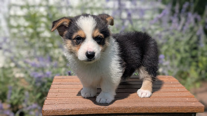 CORGI (JUN 08) MALES