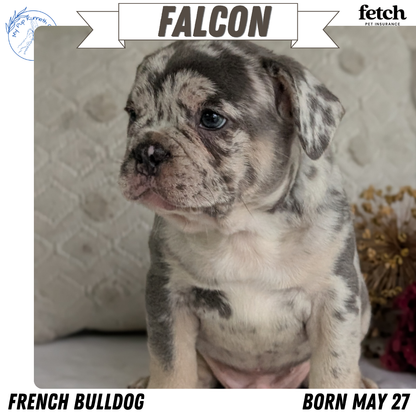 FRENCH BULLDOG (MAY 27) MALES