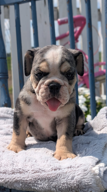 ENGLISH BULLDOG (JUN 29) 1 FEMALE/1 MALE