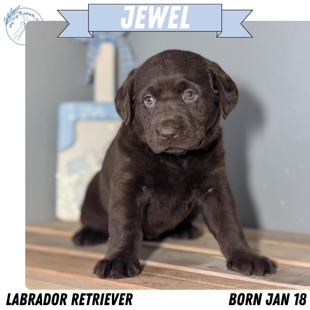 LABRADOR RETRIEVER (JAN 18) FEMALES