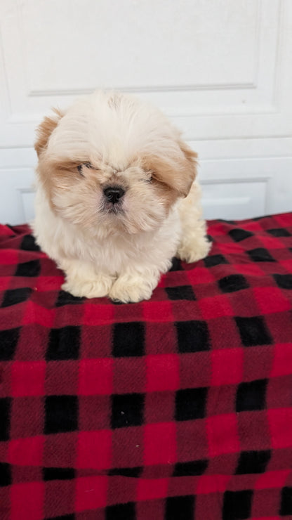 SHIH TZU (OCT 28) MALES