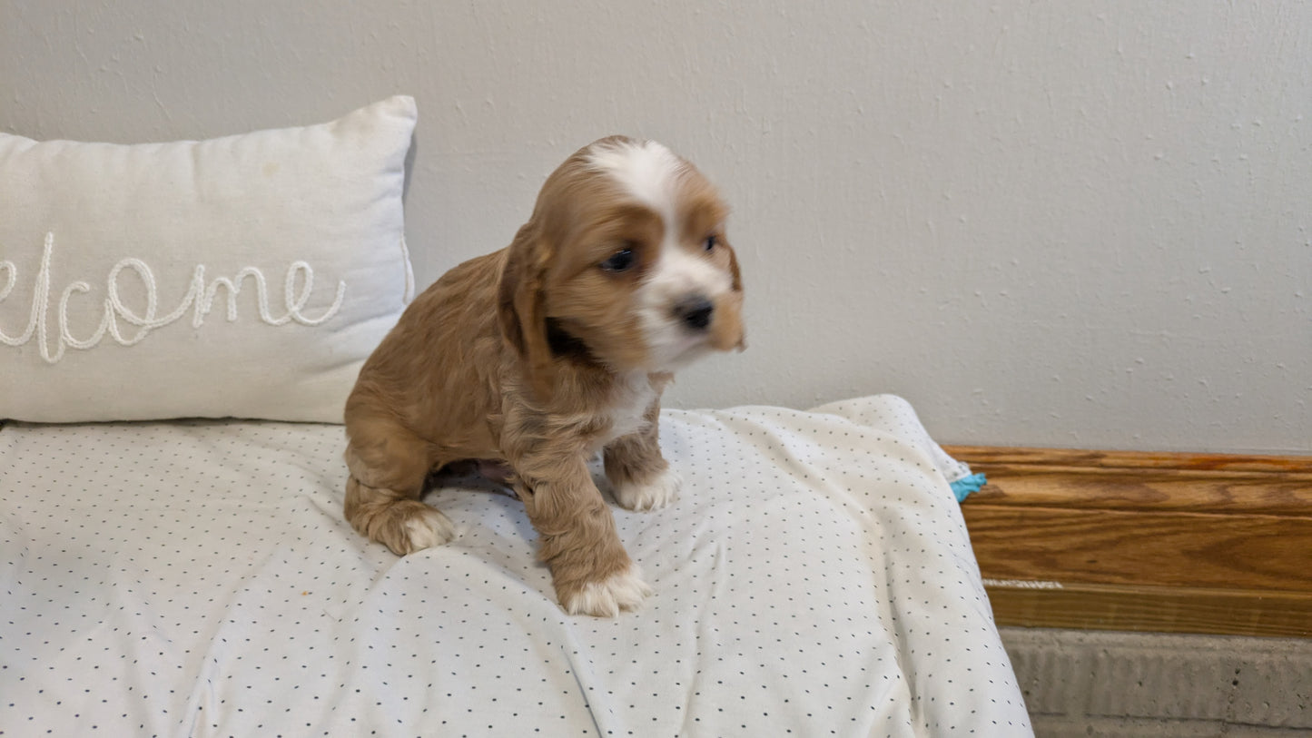COCKER SPANIEL (02/14) MALE