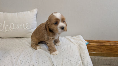 COCKER SPANIEL (02/14) MALE