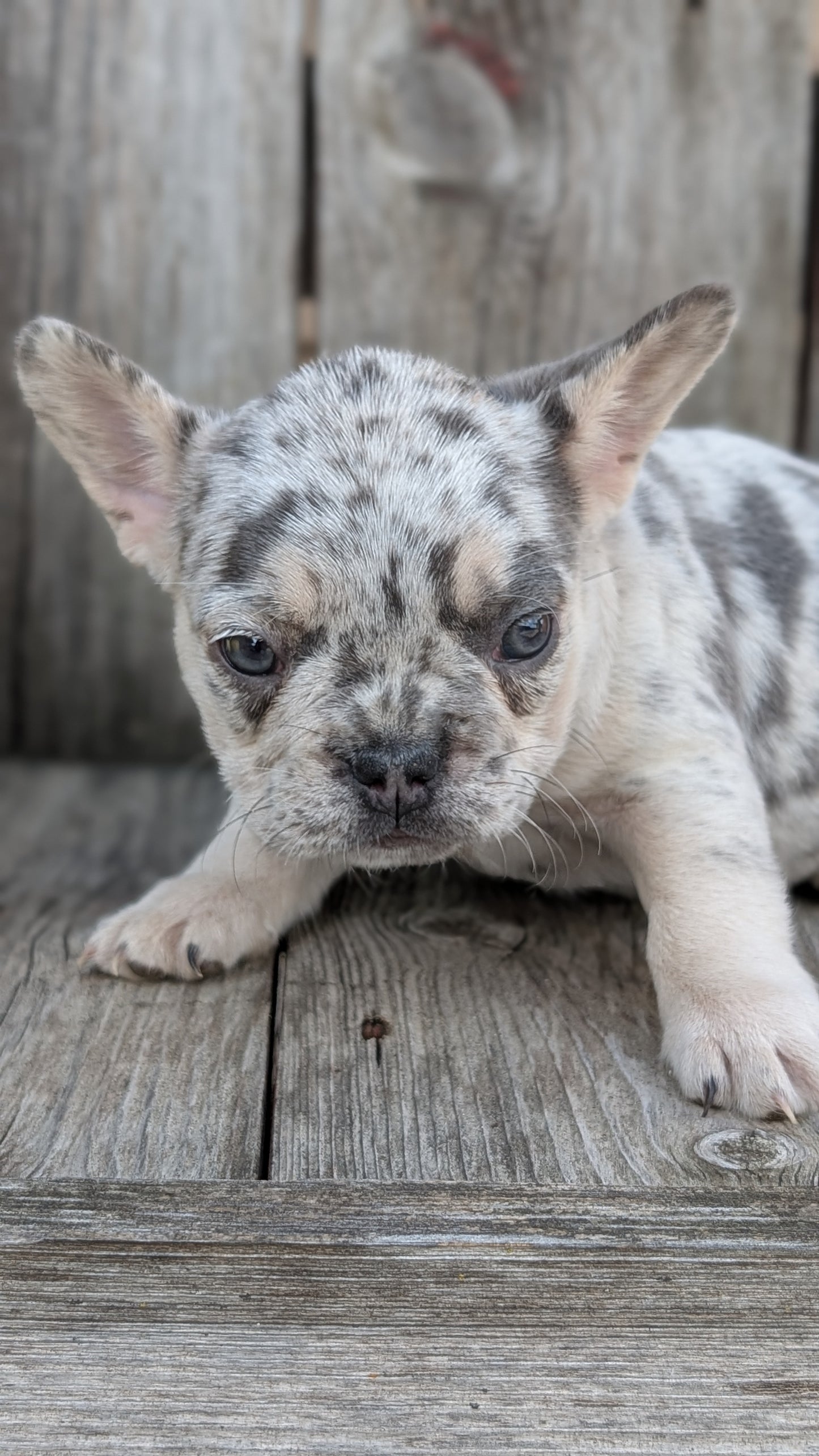 FRENCH BULLDOG (09/09) FEMALE