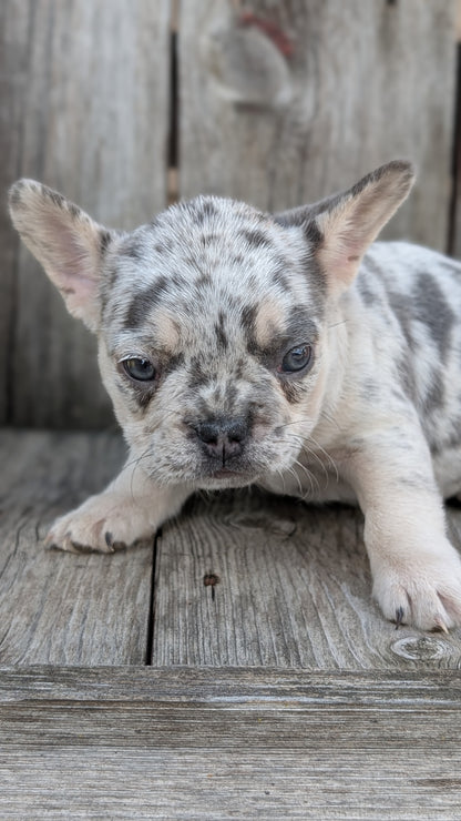 FRENCH BULLDOG (09/09) FEMALE