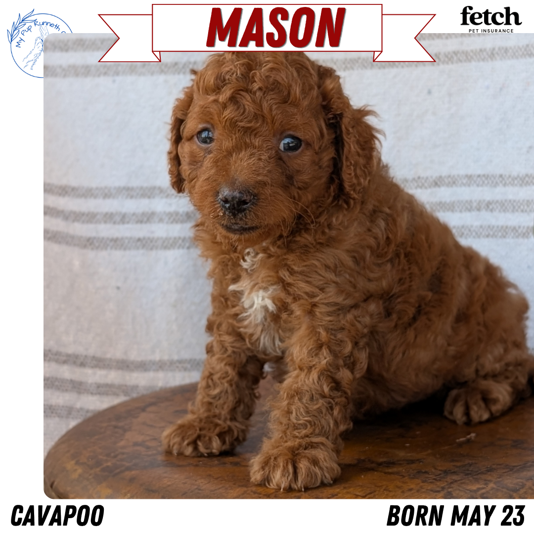 CAVAPOO (MAY 23) MALES