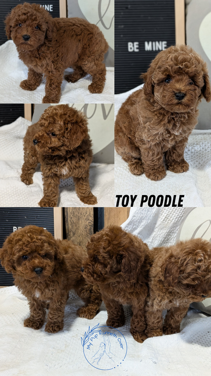 TOY POODLE (12/20) FEMALE