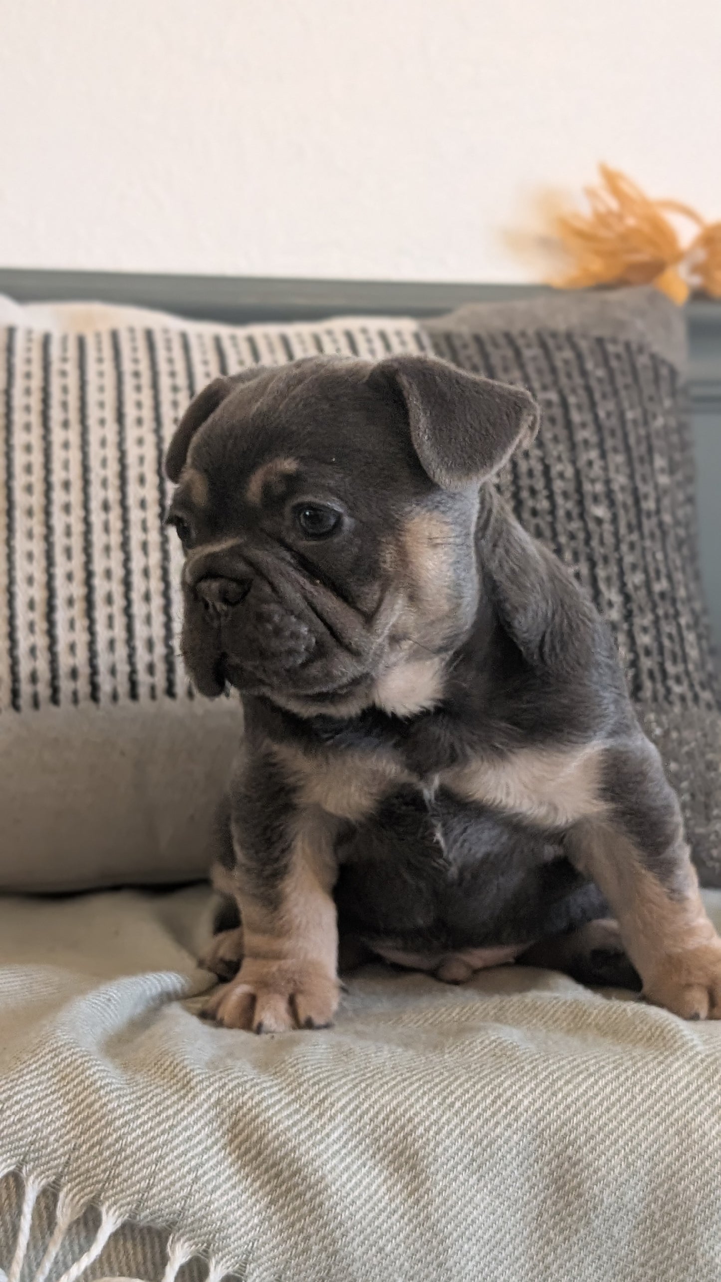 FRENCH BULLDOG (JAN 09) MALES