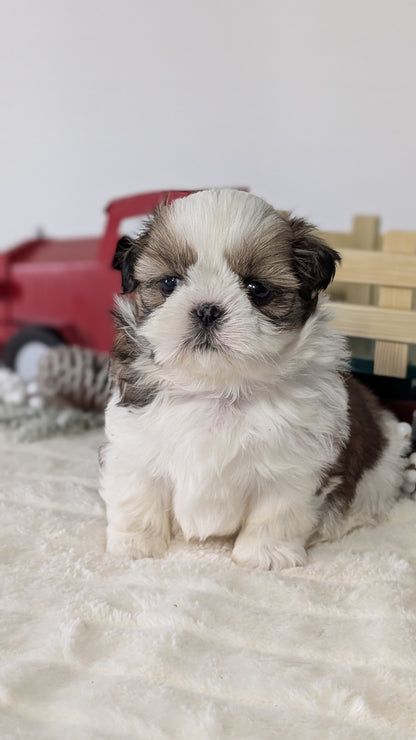 SHIH TZU (DEC 03) MALES